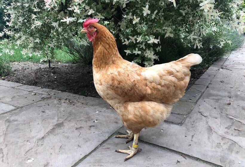Bed and Breakfast Old School House