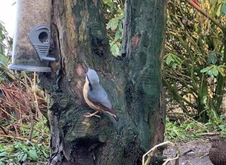 住宿加早餐  Ty Capel