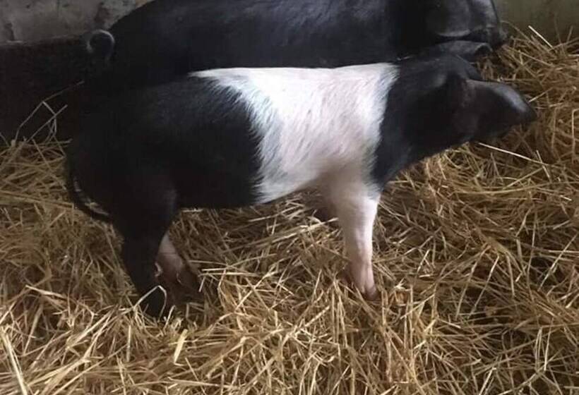 Lovely 3 Bed Annex Located On A Working Farm