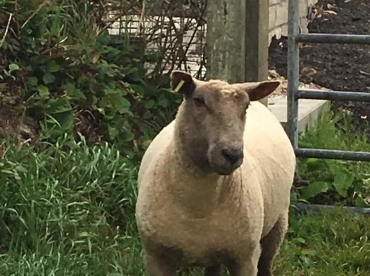 Lovely 3 Bed Annex Located On A Working Farm