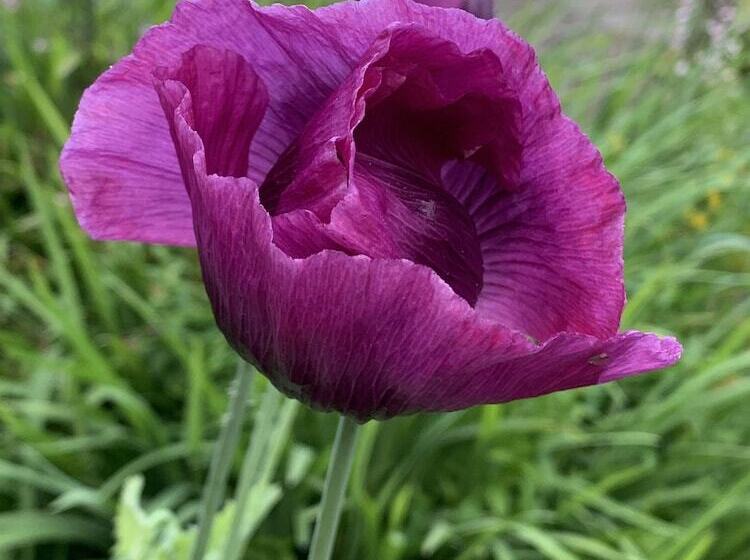 Pencastell Views Pod With Stunning Views