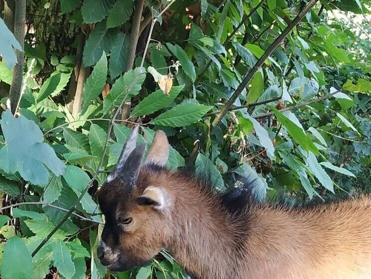호텔 Dobau Village