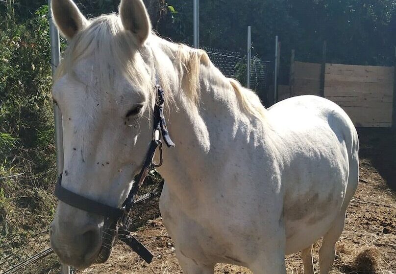 호텔 Dobau Village