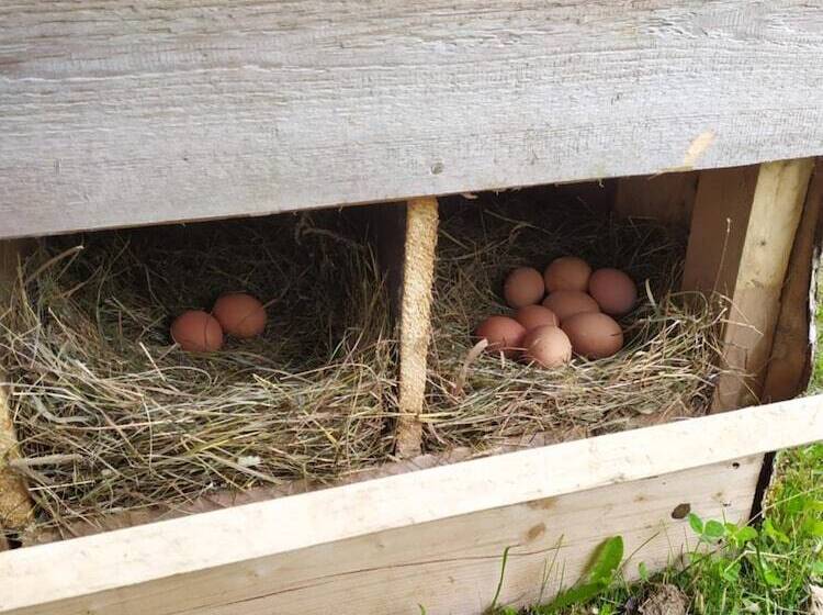 پانسیون Tourist Farm Strle With Great Local Food