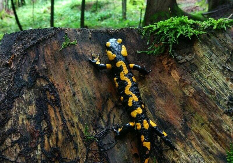 پانسیون Tourist Farm Strle With Great Local Food