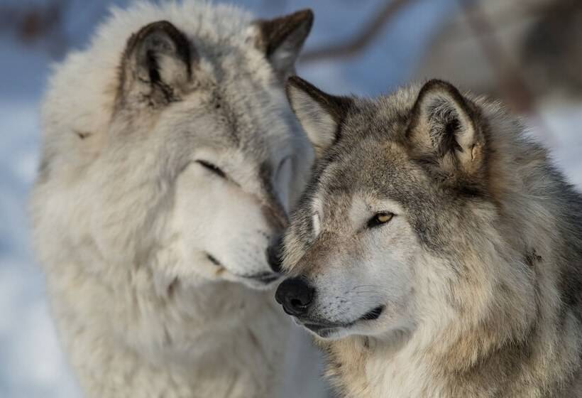 リゾートホテル Parc Omega