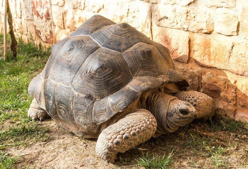 住宿加早餐  Estrela   Trullo Benessere Nel Centro Storico Di Alberobello