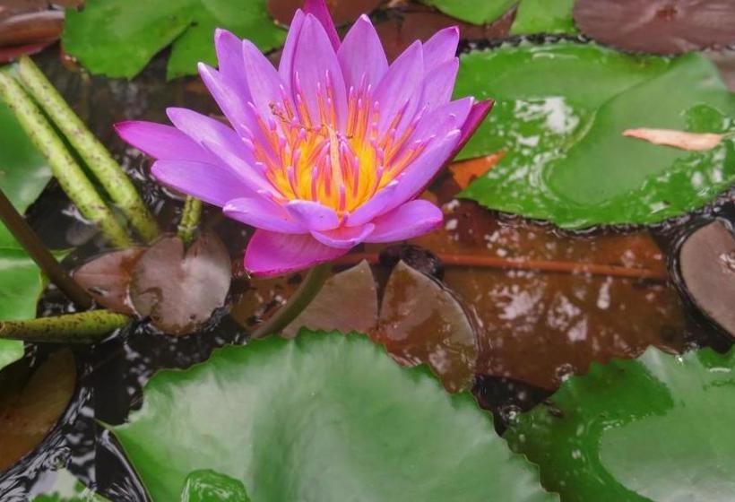 فندق Golden Resort