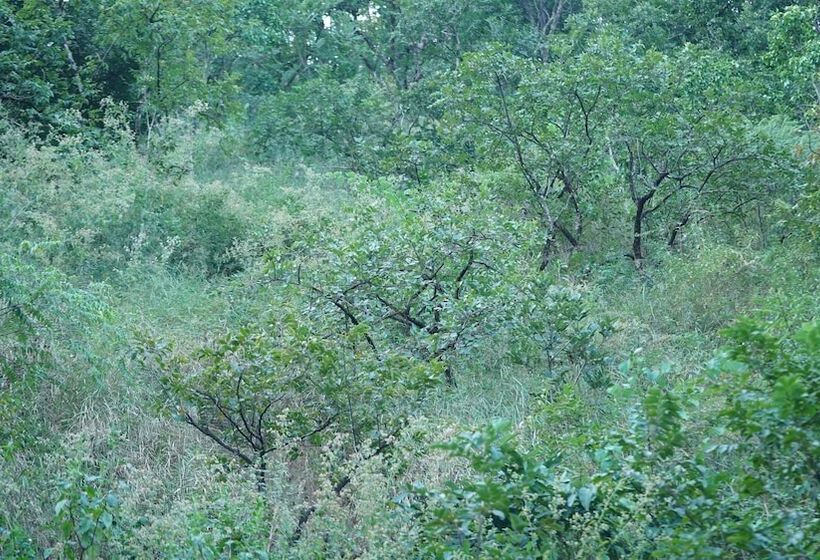 בית מלון כפרי Punarnava Resort & Spa