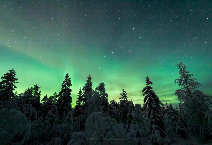 استراحتگاه Old Pine Husky Lodge