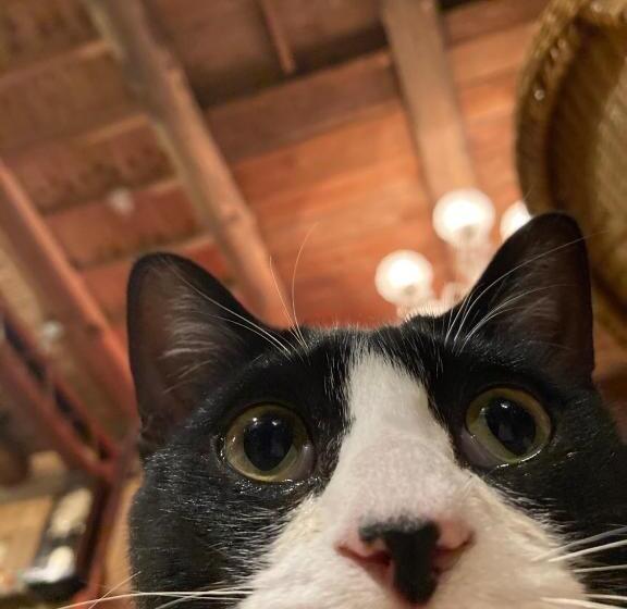 فندق صغير おとまち 甘藍 Otomachi Kanran