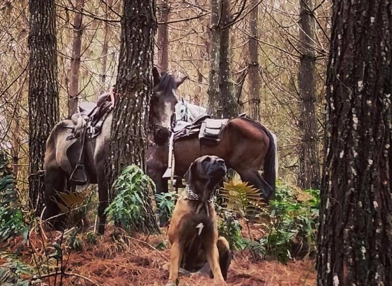 ユースホステル Glamping Rustiko