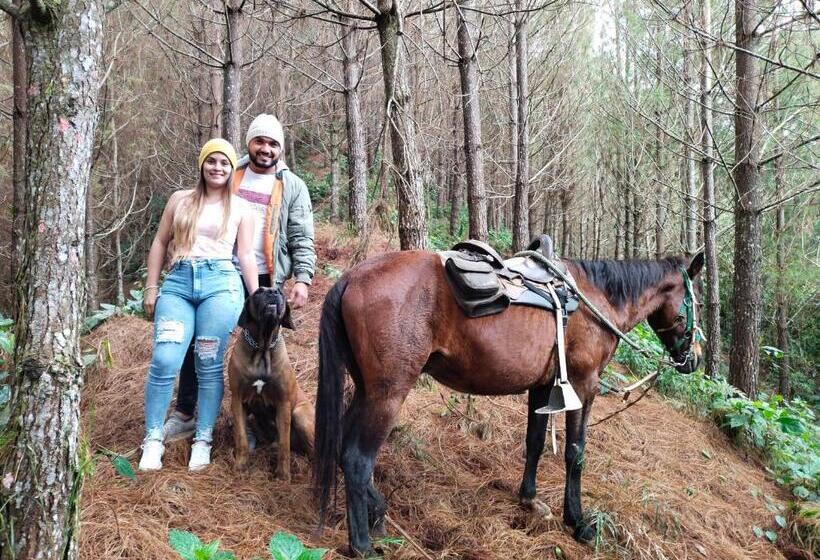 ユースホステル Glamping Rustiko