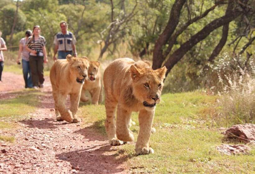 ユースホステル Lion S Den Backpackers