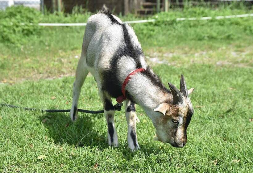 호스텔 Yukusa Ohsumi Umi No Gakko