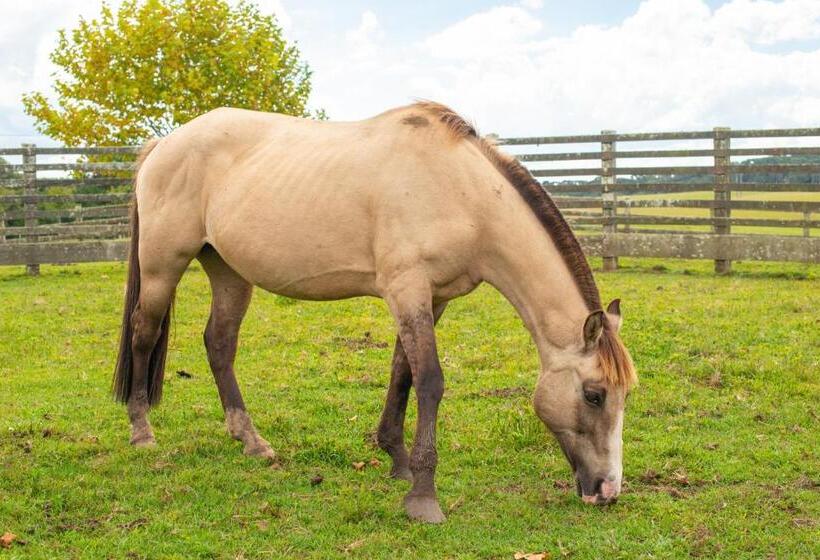 酒店 Aires De Patagonia