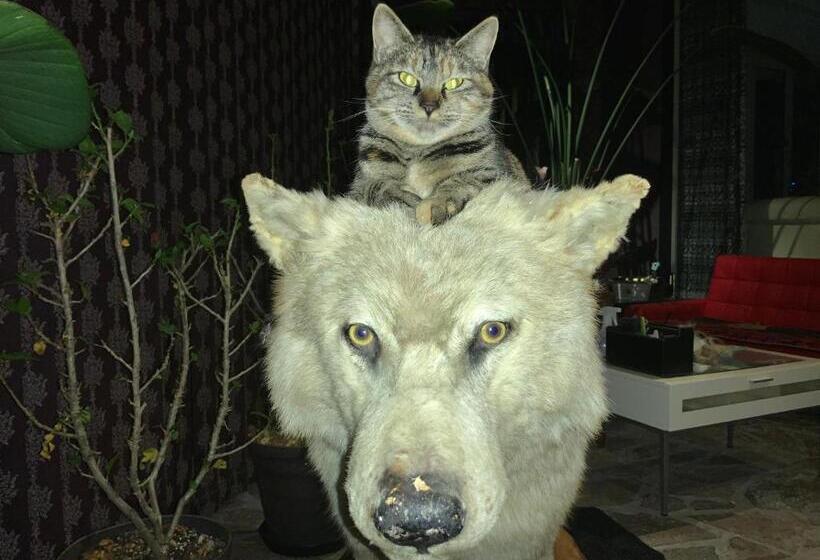 تختخواب و صبحانه Kakureyado Fujikawaguchiko