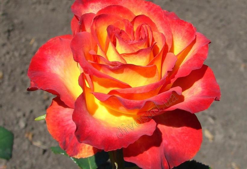 בית מלון כפרי 7/24