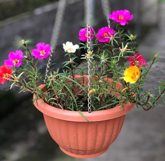 پانسیون орхидея