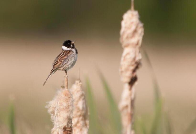 Bed And Breakfast Simmerwille