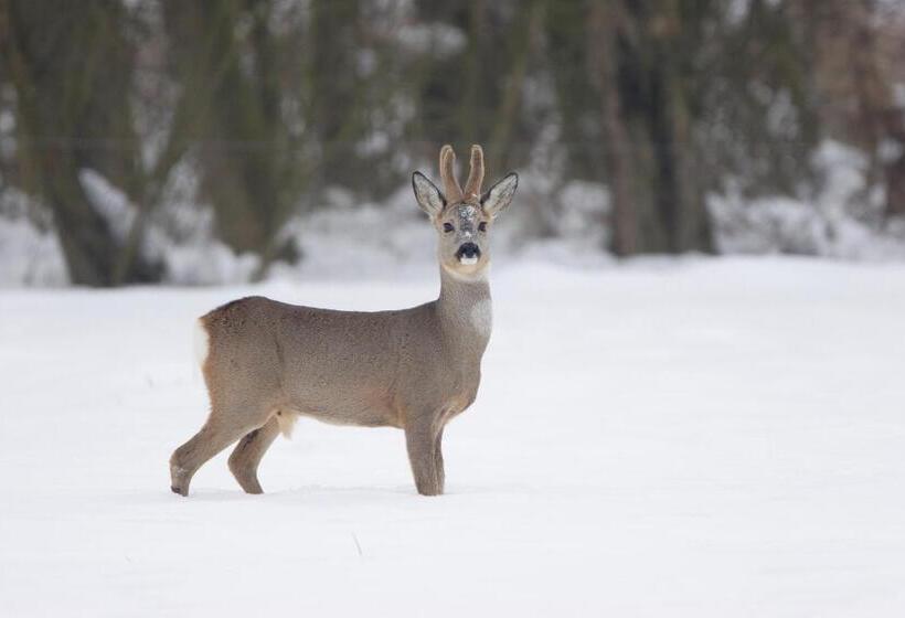 Bed And Breakfast Simmerwille