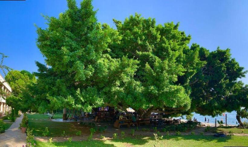 فندق Marvel Tree