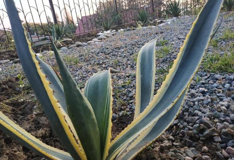 پانسیون илфи панорама