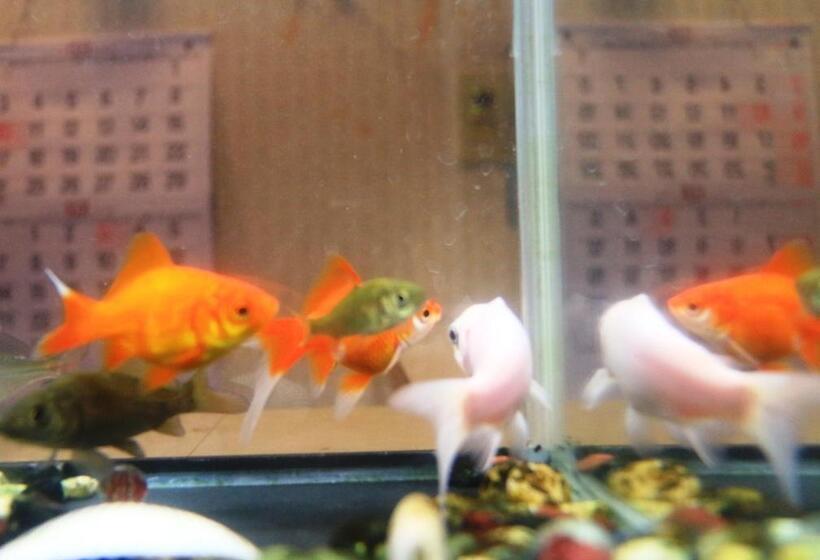 ریوکان Villa Katashio