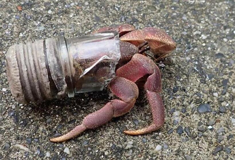 Good Hostel 好棧 Green Island