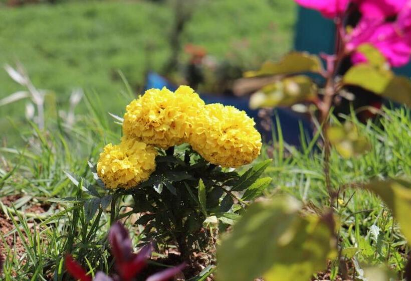 Пансион Zion White House