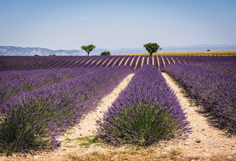 호텔 Provence