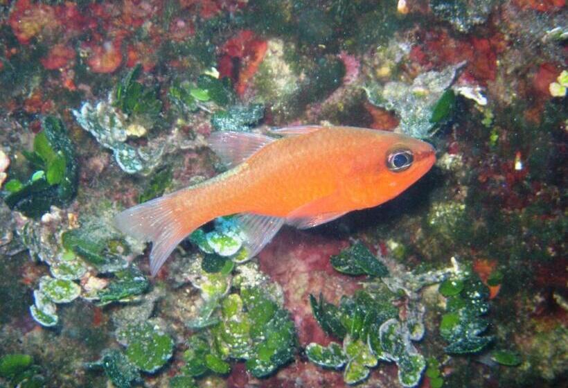 Priscapac Resort & Apartments