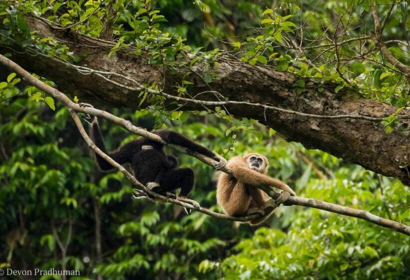 فندق Our Jungle House