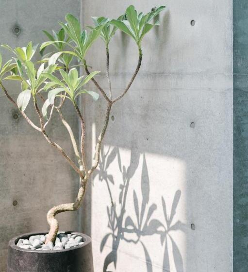 تختخواب و صبحانه Sunmiao Inn