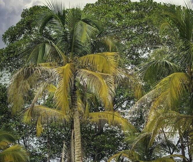 فندق Nayara Bocas Del Toro