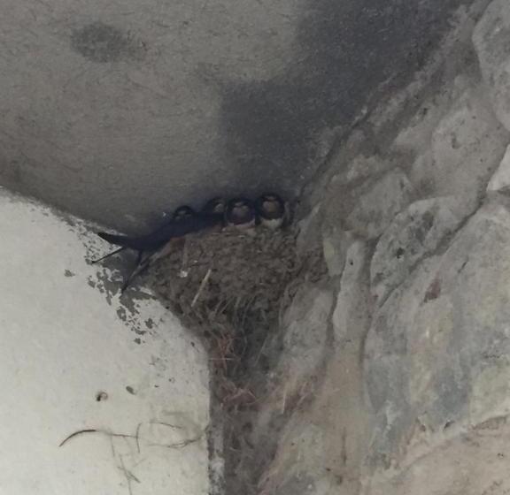 호텔 Appartamento Girasole   Agriturismo Le Selvole