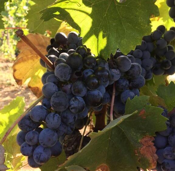 호텔 Appartamento Girasole   Agriturismo Le Selvole