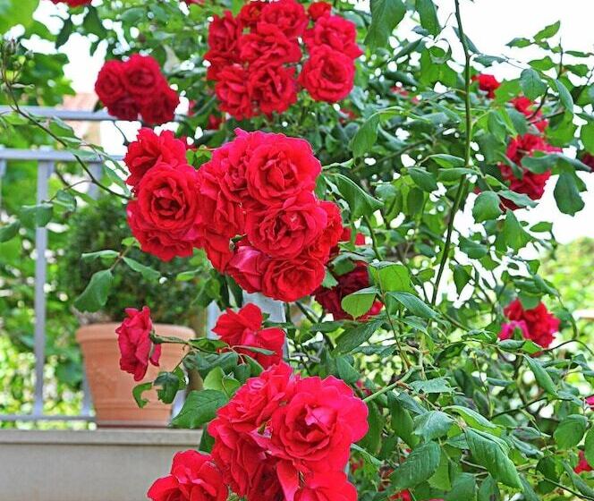 بنسيون Rooms Anna