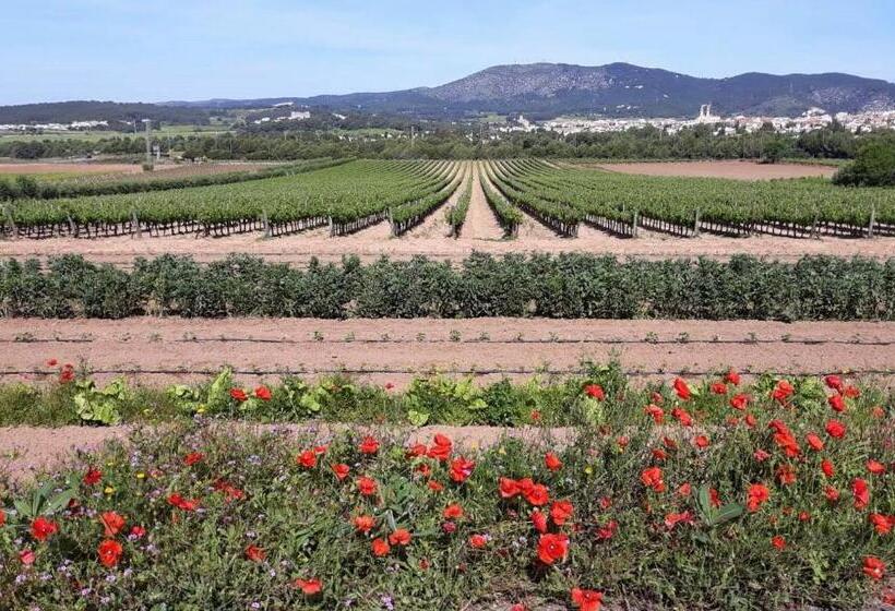 Bed and Breakfast Little Vine