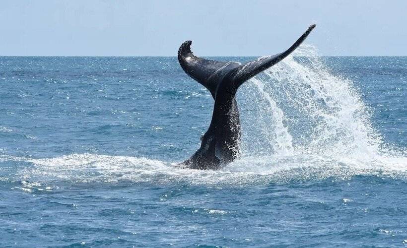 펜션 Suítes Vista Pro Mar Ilhabela