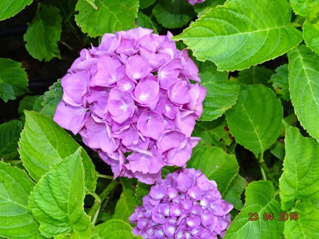 Apartamentos Salceda