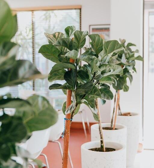 酒店 Ibis Newcastle