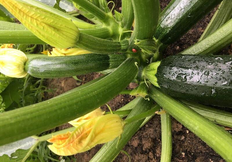 酒店 Ibis Strasbourg Sud La Vigie