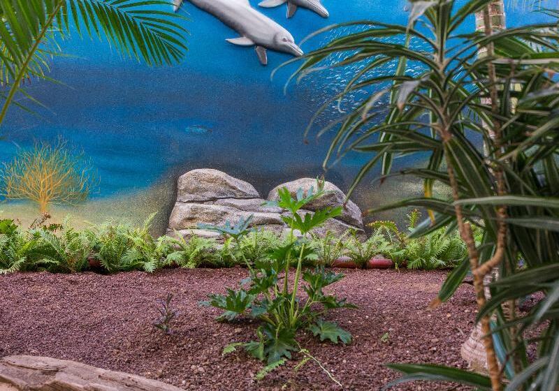 Hovima La Pinta Beachfront Family