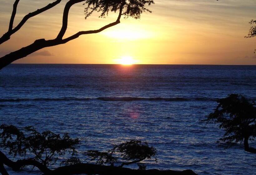 Bed and Breakfast Aloha Aku - Honu 2