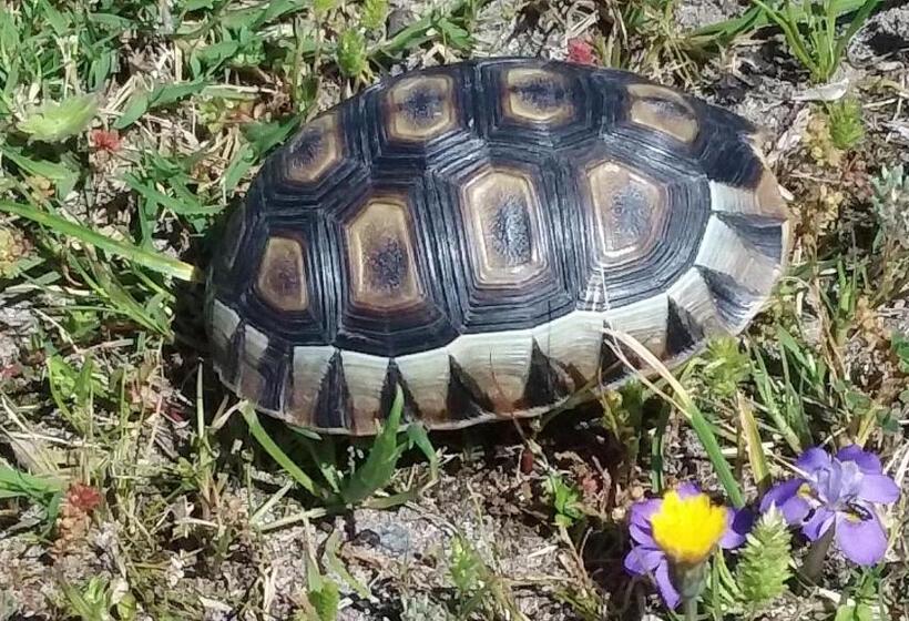 مبيت وإفطار Wave Dancer