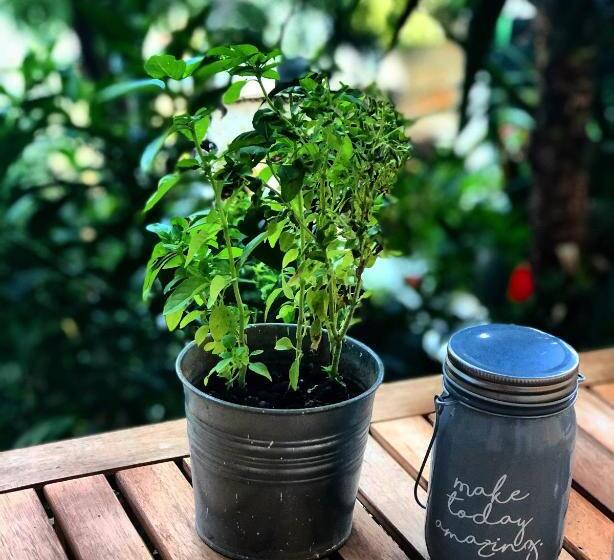 פנסיון Tzavelitiko Home