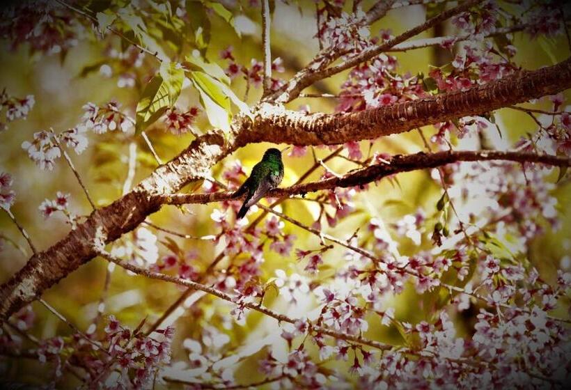 בית מלון כפרי Chalés Nó Da Madeira