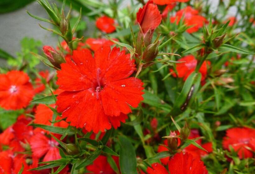 Пансион Maison Mauro