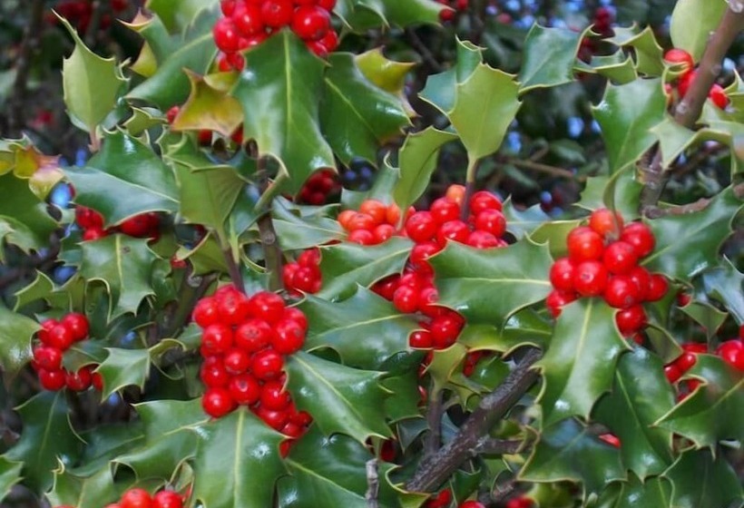 乡村酒店  Rural Remanso